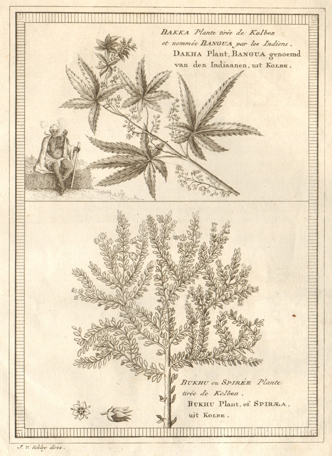 Dakha plant (or Bangua). Bukhu plant or Spiraea. Kolben. SCHLEY 1748 old print